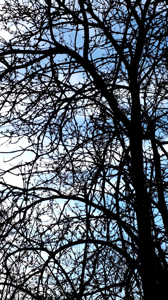 20200327_171116_Tree_March_2020_in_Łódź