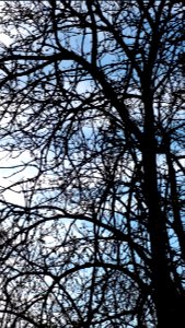20200327_171116_Tree_March_2020_in_Łódź