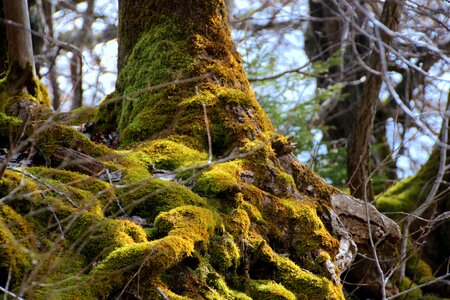 Be most moss ground