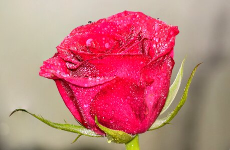 Background biology blossom