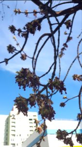 20200405_162019_Trees_in_Lodz
