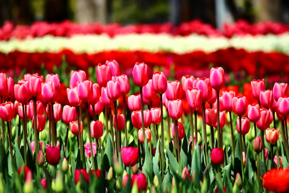 Tulips that can summon konya spring