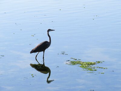 Pond bird fauna photo