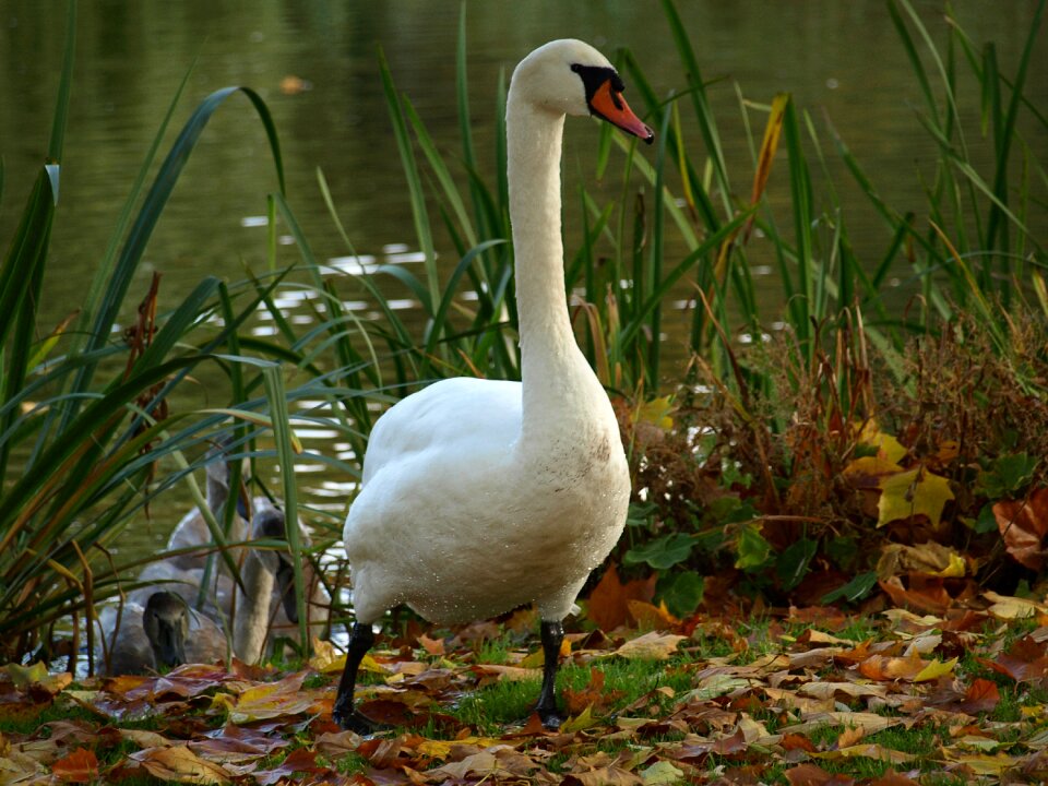 Lake water white