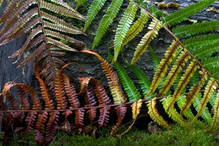 Flora leaf fern green