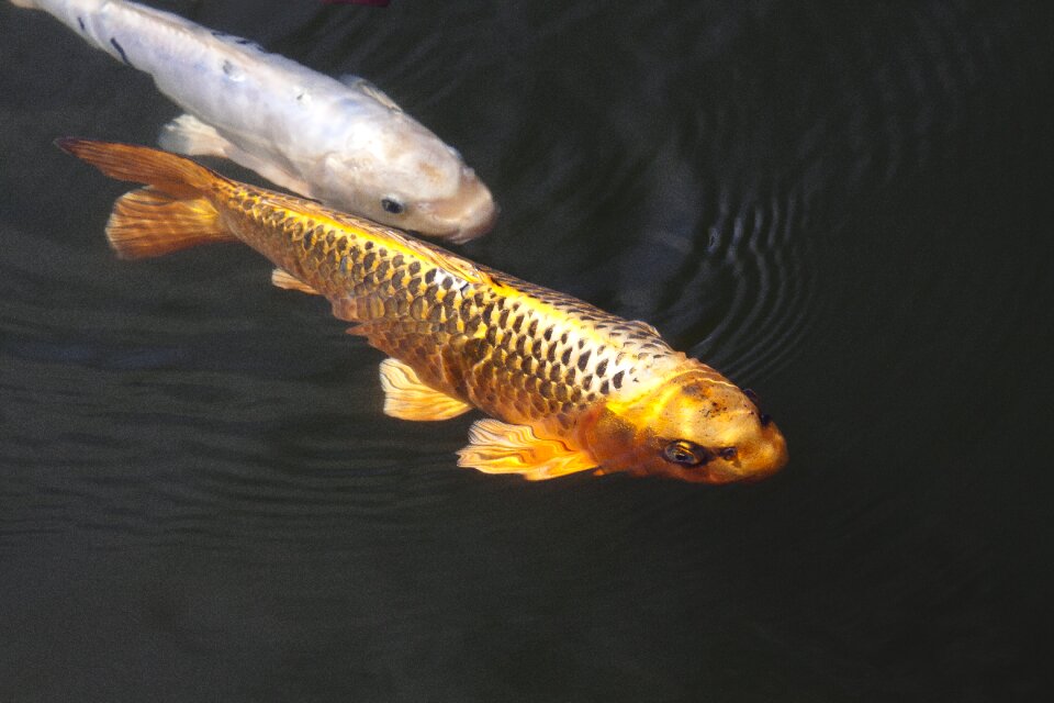 Fish swim pond photo