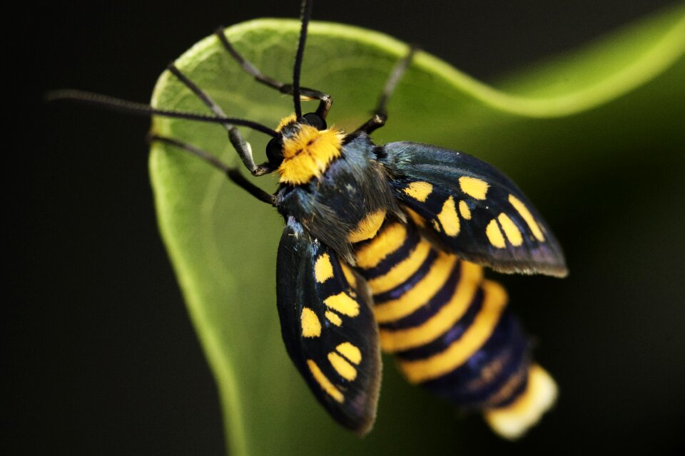 Nature colorful yellow