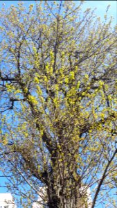 20200412_142724_April_2020_in_Lodz