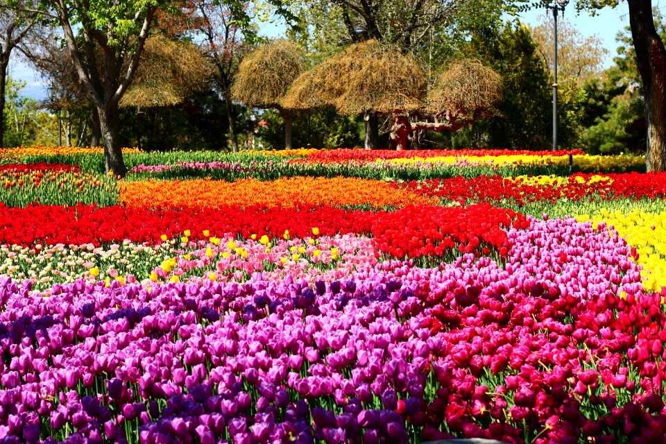 Tulip garden konya spring