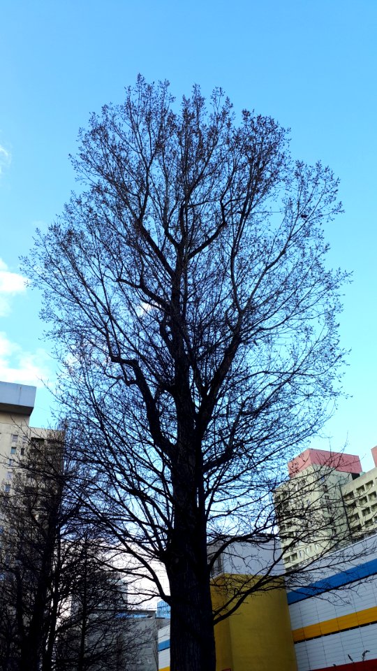 20200403_174034_Tree_in_Lodz