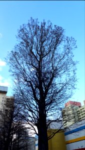 20200403_174034_Tree_in_Lodz