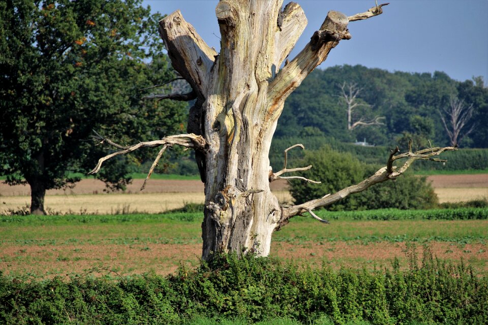 Dead nature natural
