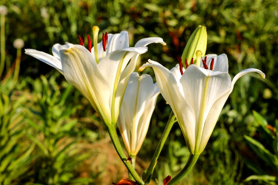 Bloom bloom white