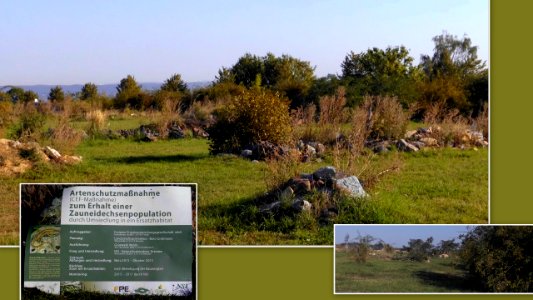 2020_Pesterwitz_Zauneidechsen_Heide