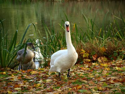 Lake water white photo