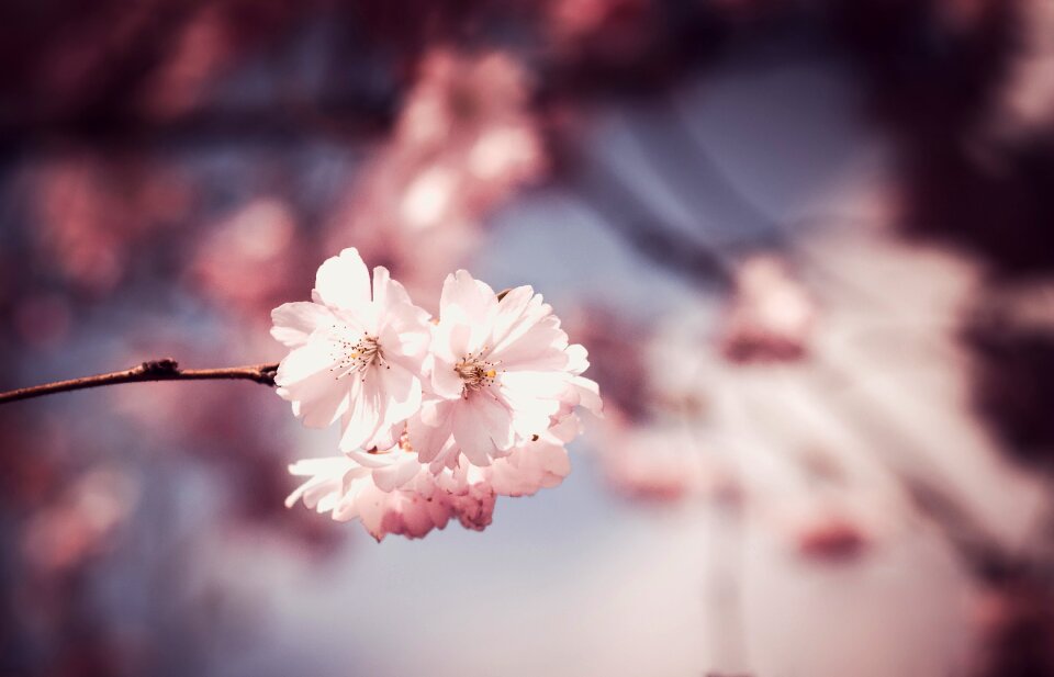 Bloom spring floral