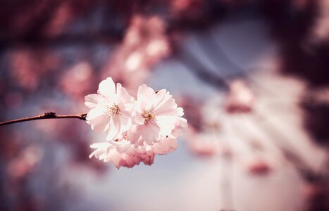 Bloom spring floral photo
