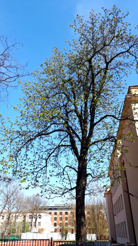 20200412_142406_April_2020_in_Lodz