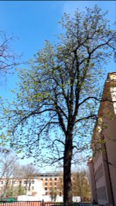 20200412_142406_April_2020_in_Lodz