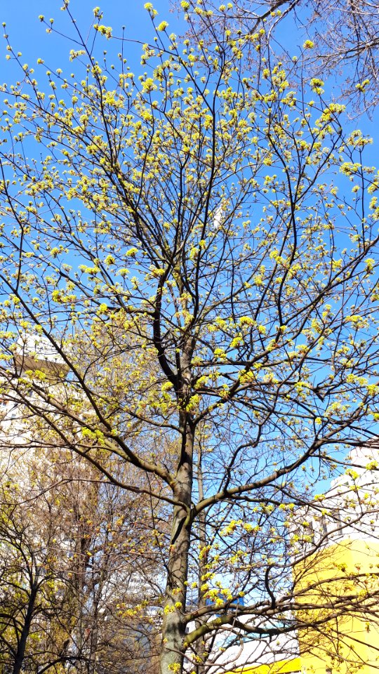 20200412_142622_April_2020_in_Lodz_tree