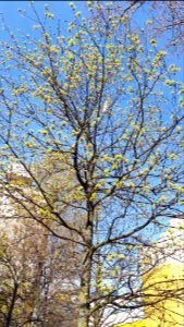 20200412_142622_April_2020_in_Lodz_tree