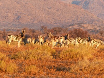 Grassland savannah wild