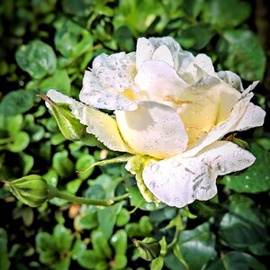 Blossomed delicate petals many raindrops