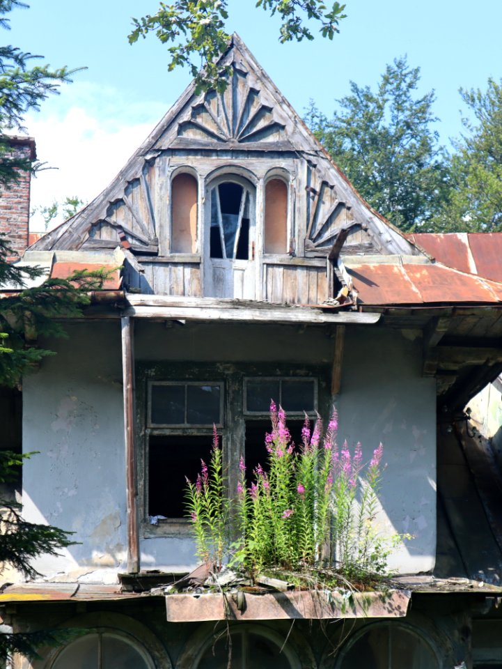 2020_Zakopane_Jagiellońska,_opuszczona_willa,_wierzbówka_kiprzyca_na_zadaszeniu