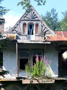 2020_Zakopane_Jagiellońska,_opuszczona_willa,_wierzbówka_kiprzyca_na_zadaszeniu