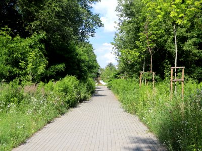 2020_Warszawa_Las_na_Utracie,_6