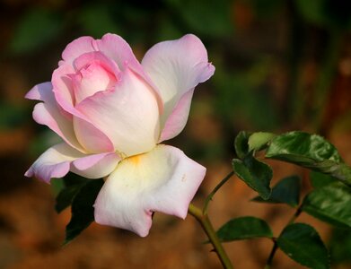 Leaf rose garden your efforts