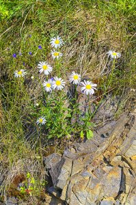 Plant stone beautiful