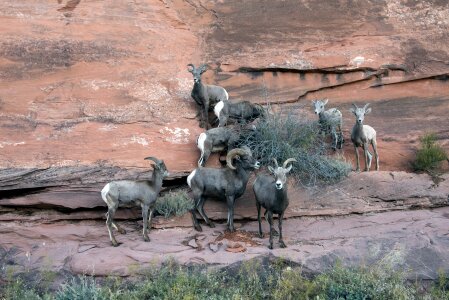 Mountainside wildlife animals