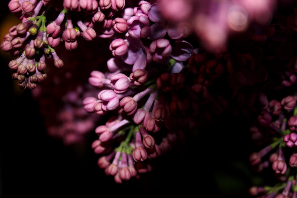 Spring purple flowers nature