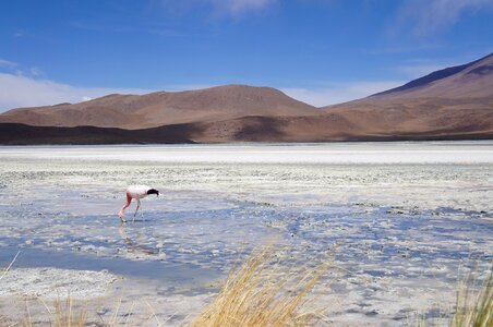 Wildlife pink scenic