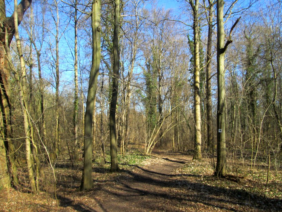 20190227Waldpark_Mannheim5