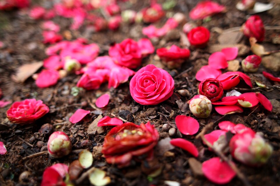 Camellia camellia flower nature