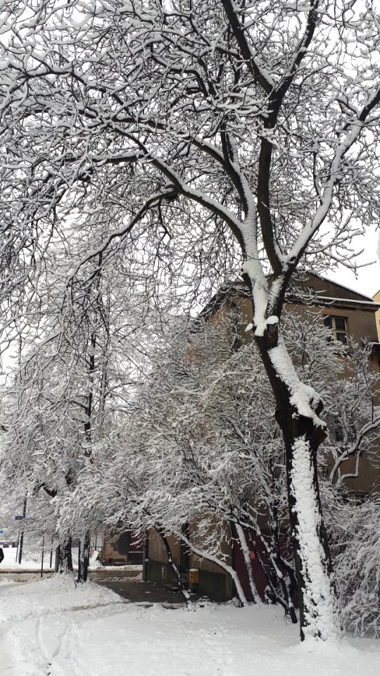 20190204_kosciuszki_street_tree_february_2019