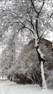 20190204_kosciuszki_street_tree_february_2019