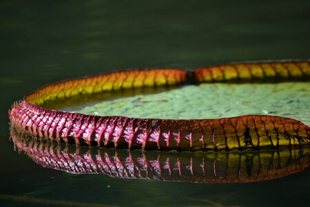 Water flower botany