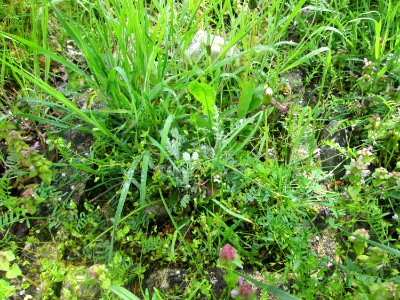 20190428Tierfriedhof1