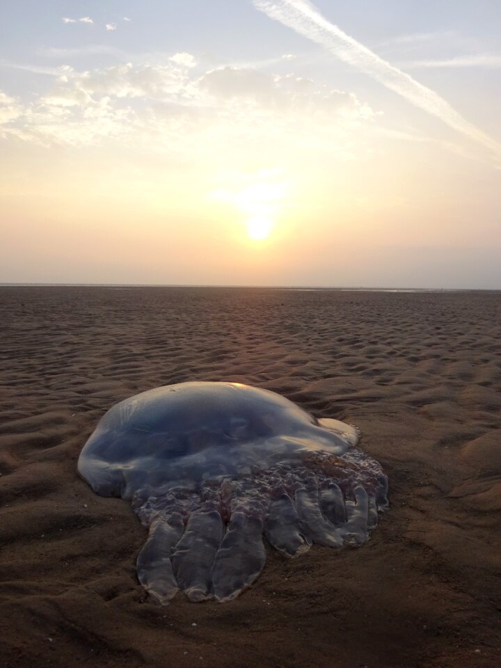Sun sunrise marine
