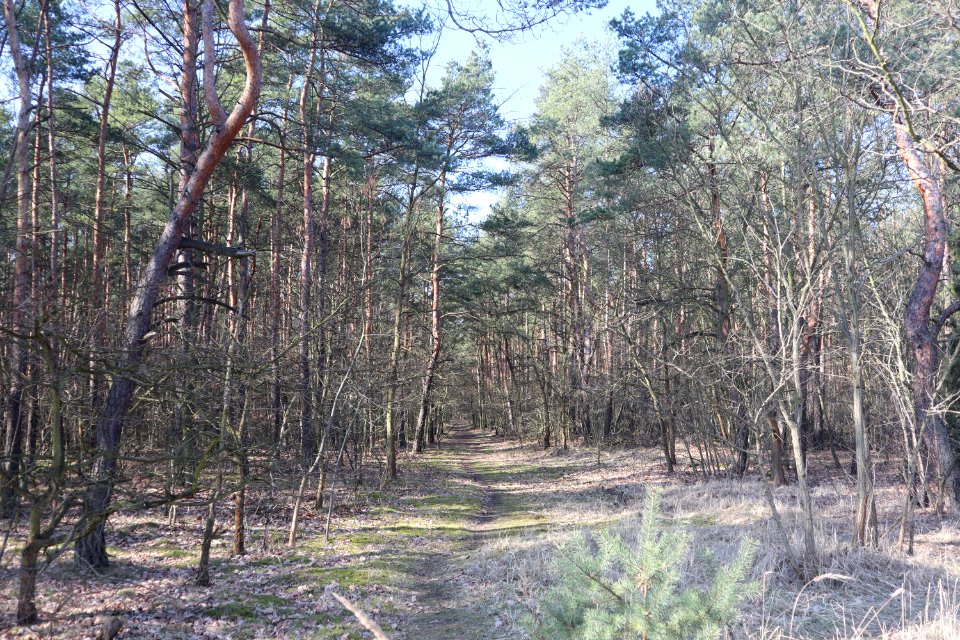 2020_Warszawa_Patriotów-las
