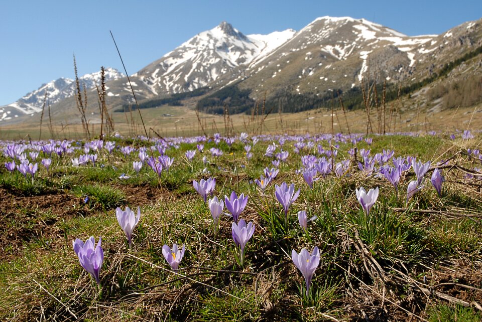 Wild flowers mountains nature