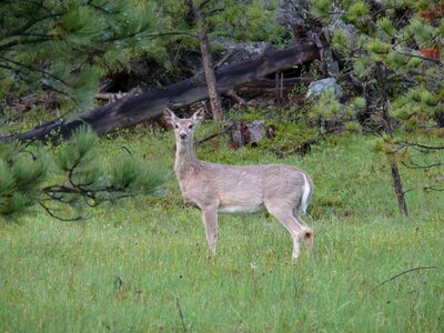 Ree wildlife wild