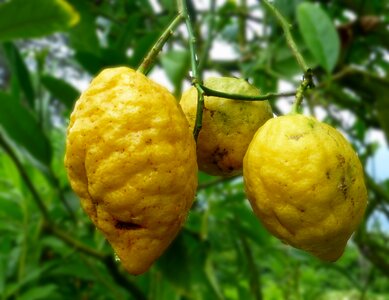 Yellow shell lemon tree