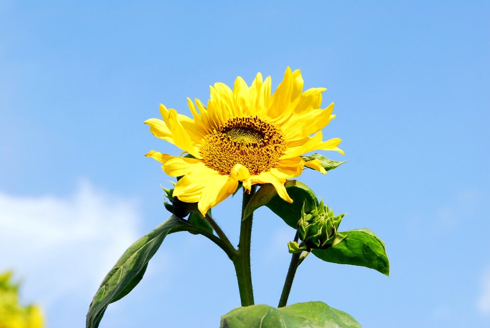 Autumn sky park sunflower