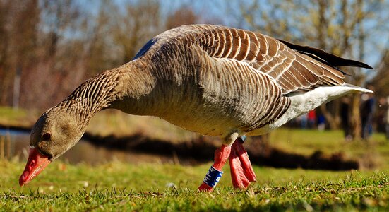 Water bird poultry bill photo