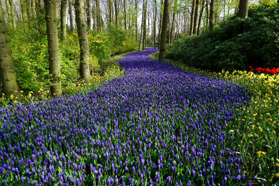 Carpet away holland