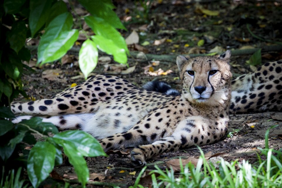Wild big cat acinonyx